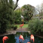 Flamingos of Paradise Park
